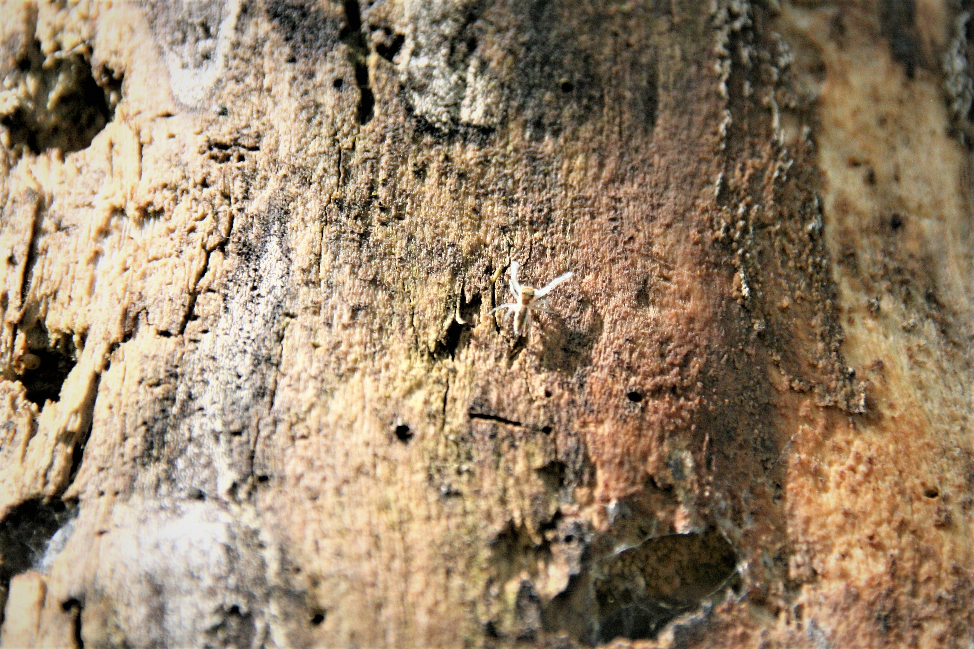 A tiny white spider with brown markings crawls along a brown decaying tree trunk 